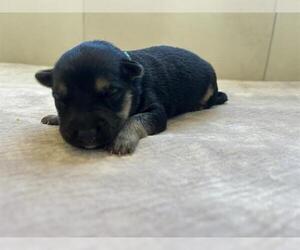 Labrador Retriever Dogs for adoption in Redwood City, CA, USA