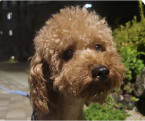 Poodle (Miniature) Dogs for adoption in San Ramon, CA, USA