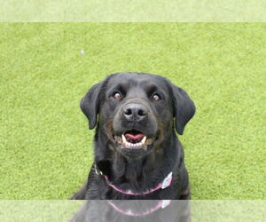 Labrottie Dogs for adoption in Chestertown, MD, USA