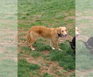 Retriever -Unknown Mix Dogs for adoption in Forest Hill, MD, USA