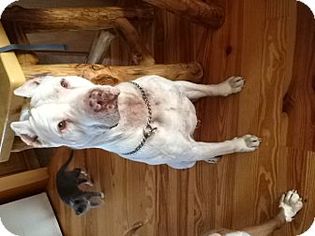 Dogo Argentino Dogs for adoption in Hudson, CO, USA