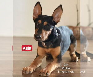 Miniature Pinscher-Unknown Mix Dogs for adoption in West Hollywood, CA, USA