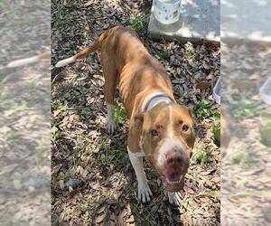 American Staffordshire Terrier-Unknown Mix Dogs for adoption in San Antonio, TX, USA