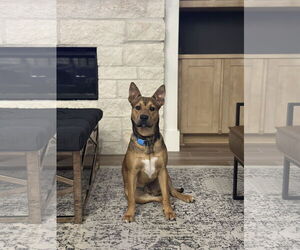 Black Mouth Cur-Labrador Retriever Mix Dogs for adoption in The Woodlands, TX, USA