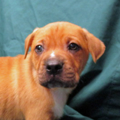 Boxador Dogs for adoption in Fayetteville, TN, USA