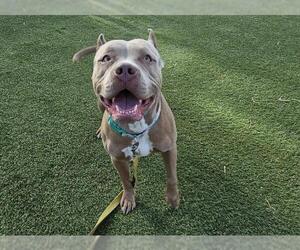 American Pit Bull Terrier-Unknown Mix Dogs for adoption in Las Vegas, NV, USA