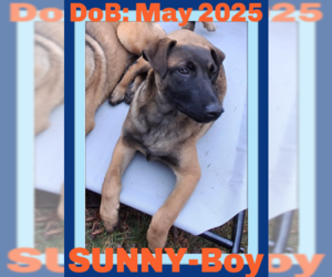 Mutt Dogs for adoption in Sebec, ME, USA