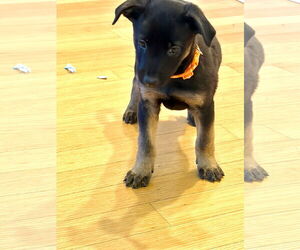 Mutt Dogs for adoption in San Diego, CA, USA