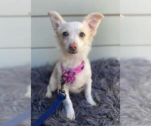 Papitese Dogs for adoption in Palo Alto, CA, USA