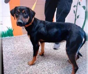 Labrottie Dogs for adoption in San Bernardino, CA, USA