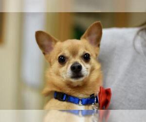 Chihuahua Dogs for adoption in Mundelein, IL, USA