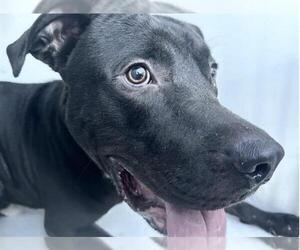 Mutt Dogs for adoption in Houston, TX, USA