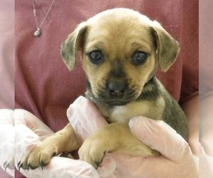 Puggle Dogs for adoption in Morton Grove, IL, USA
