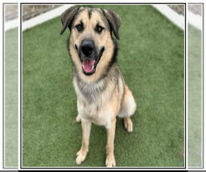 Golden Retriever-Huskies Mix Dogs for adoption in Winston Salem, NC, USA