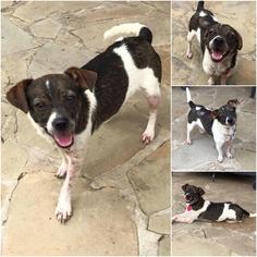 Rat-Cha Dogs for adoption in Lindale , TX, USA