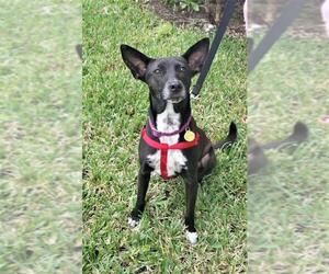 Basenji-Unknown Mix Dogs for adoption in Fort Lauderdale, FL, USA