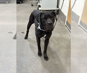 Mutt Dogs for adoption in Forestville, MD, USA