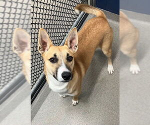 Mutt Dogs for adoption in Sterling, MA, USA