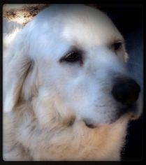 Great Pyrenees Dogs for adoption in Spring, TX, USA