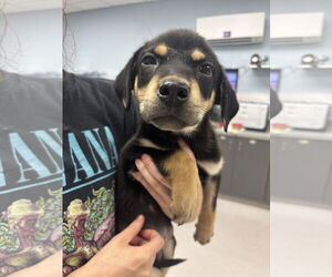 Mutt Dogs for adoption in Washington, DC, USA