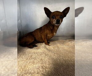 Chihuahua Dogs for adoption in Downey, CA, USA