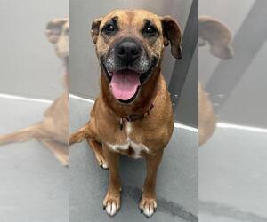 Boxer Pei Dogs for adoption in Santa Cruz, CA, USA