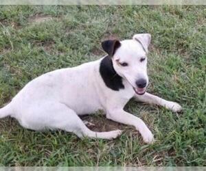 Jack Russell Terrier Dogs for adoption in Great Bend, KS, USA