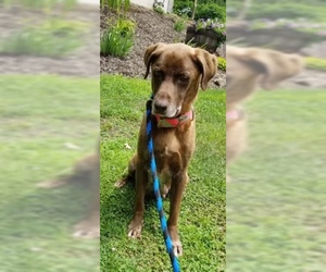 Labrador Retriever Dogs for adoption in Mechanicsburg, PA, USA