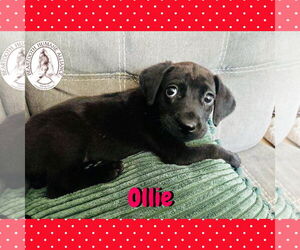 Treeing Walker Coonhound-Unknown Mix Dogs for adoption in Red Lodge, MT, USA