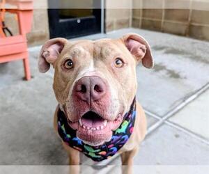 American Pit Bull Terrier Dogs for adoption in Denver, CO, USA