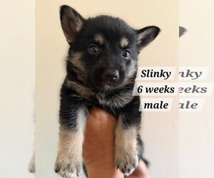 Chihuahua-Unknown Mix Dogs for adoption in Virginia Beach, VA, USA