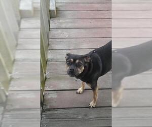 Puggat Dogs for adoption in Battle Ground, WA, USA