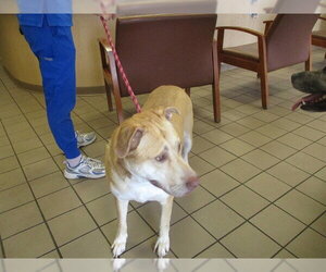 Siberian Husky-Unknown Mix Dogs for adoption in Ocala, FL, USA