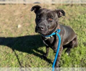 American Staffordshire Terrier Dogs for adoption in Ocala, FL, USA