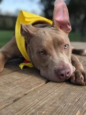 Staffordshire Bull Terrier Dogs for adoption in Nashville, TN, USA