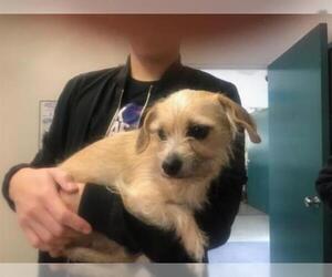 Border Terrier Dogs for adoption in Santa Maria, CA, USA