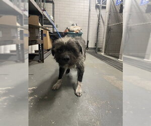 Border Terrier Dogs for adoption in Stockton, CA, USA