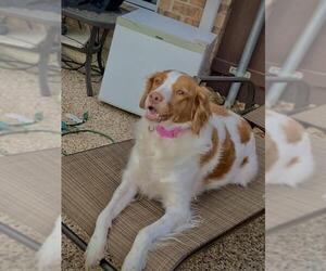 Brittany Dogs for adoption in McKinney, TX, USA