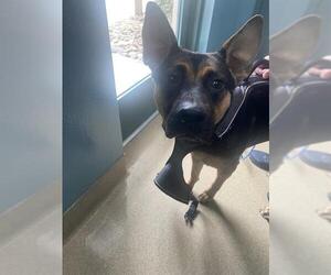 German Shepherd Dog-Unknown Mix Dogs for adoption in Newton, NC, USA