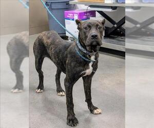 Mutt Dogs for adoption in Forestville, MD, USA