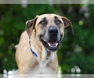 Shepradors Dogs for adoption in Tavares, FL, USA