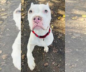 American Pit Bull Terrier Dogs for adoption in Santa Barbara, CA, USA