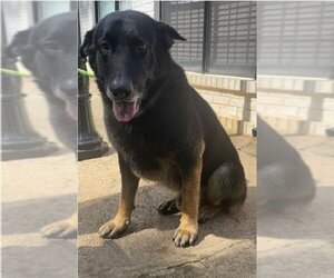 Shepradors Dogs for adoption in Atlanta, GA, USA