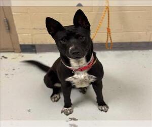 Australian Kelpie-Unknown Mix Dogs for adoption in Conroe, TX, USA