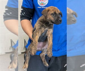 American Pit Bull Terrier Dogs for adoption in San Bernardino, CA, USA
