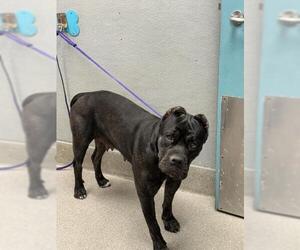 Mutt Dogs for adoption in Las Vegas, NV, USA