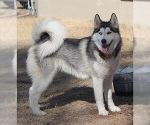 Alaskan Malamute Dogs for adoption in Minneapolis, MN, USA
