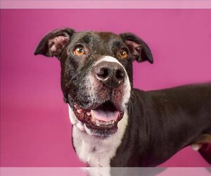 Labrador Retriever-Unknown Mix Dogs for adoption in West Palm Beach, FL, USA