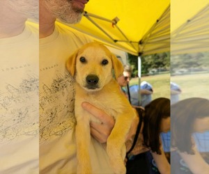 Labrador Retriever-Unknown Mix Dogs for adoption in Holly Springs, NC, USA