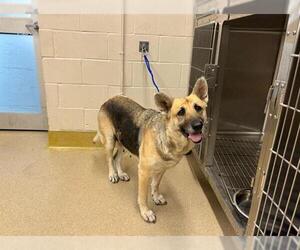 German Shepherd Dog-Unknown Mix Dogs for adoption in Grand Prairie, TX, USA
